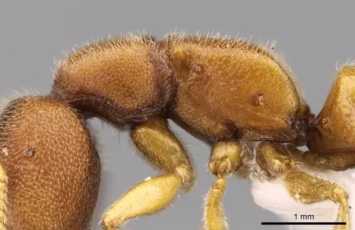 Stigmatomma liebe specimen CASENT0318428 image casent0318428_4