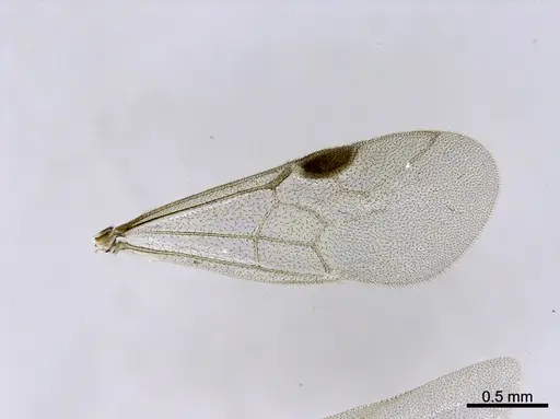 Stigmatomma liebe specimen CASENT0705911 image casent0705911_1