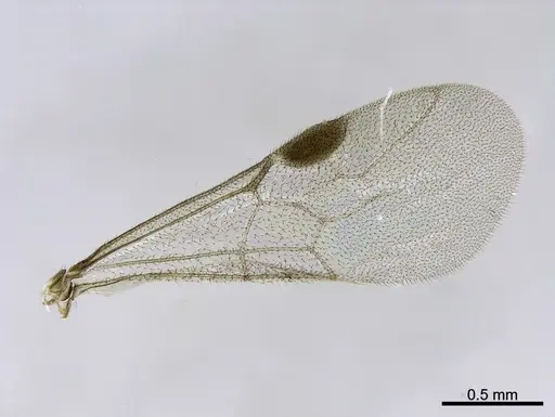 Stigmatomma liebe specimen CASENT0705911 image casent0705911_2