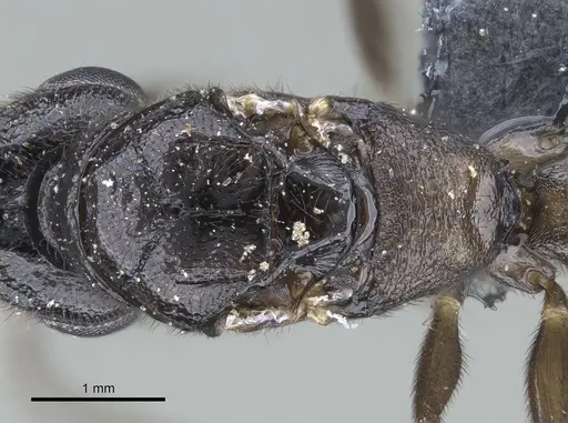 Stigmatomma liebe specimen CASENT0724171 image casent0724171_2