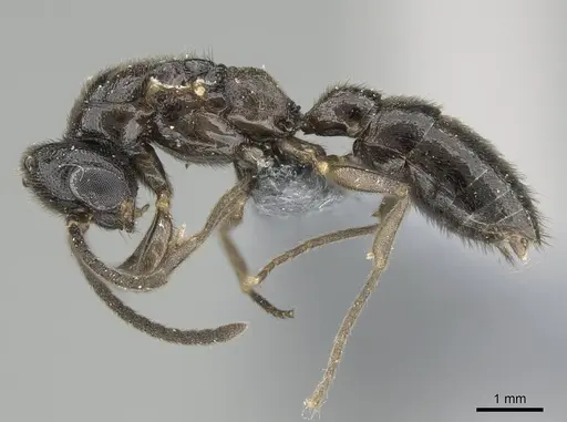 Stigmatomma liebe specimen CASENT0724171 image casent0724171_5