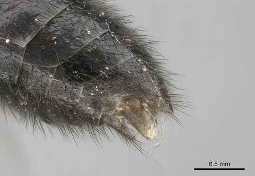 Stigmatomma liebe specimen CASENT0724171 image casent0724171_6