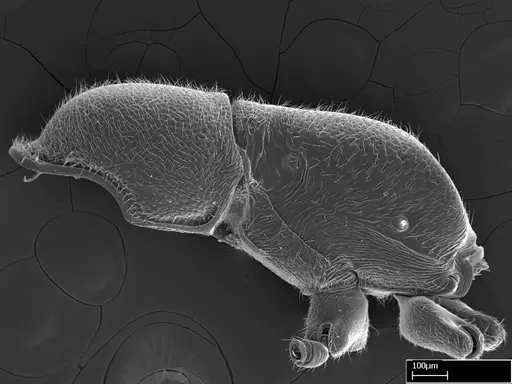 Stigmatomma liebe specimen CASENT0724172 image casent0724172_2
