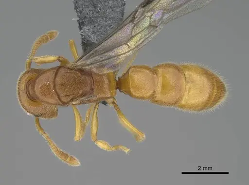 Stigmatomma liebe specimen CASENT0724177 image casent0724177_1