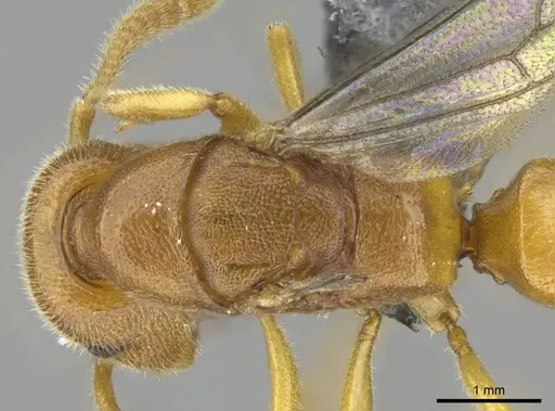 Stigmatomma liebe specimen CASENT0724177 image casent0724177_2