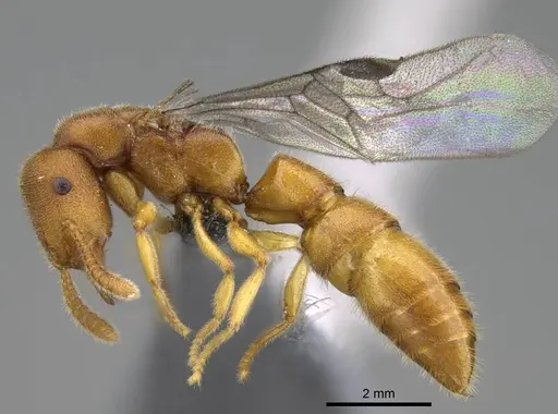 Stigmatomma liebe specimen CASENT0724177 image casent0724177_4