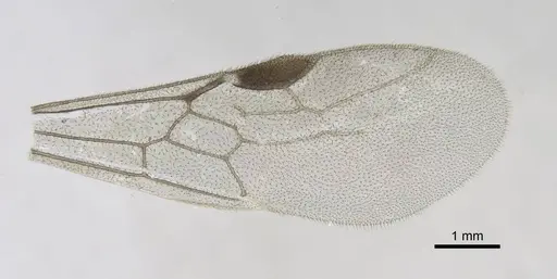 Stigmatomma liebe specimen CASENT0724177 image casent0724177_5