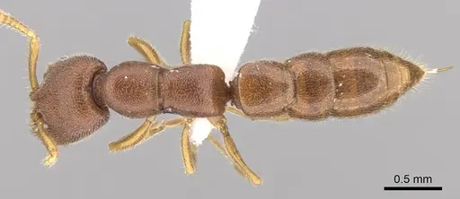 Stigmatomma liebe specimen CASENT0746700 image casent0746700_1