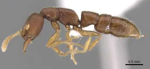 Stigmatomma liebe specimen CASENT0746700 image casent0746700_3