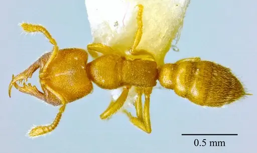 Stigmatomma luyiae specimen ANTWEB1032000 image antweb1032000_1