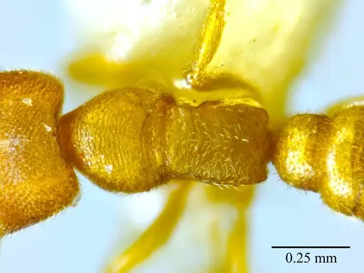 Stigmatomma luyiae specimen ANTWEB1032000 image antweb1032000_2