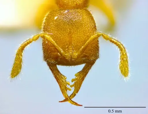 Stigmatomma luyiae specimen ANTWEB1032000 image antweb1032000_3