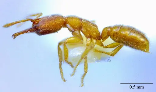 Stigmatomma luyiae specimen ANTWEB1032000 image antweb1032000_4