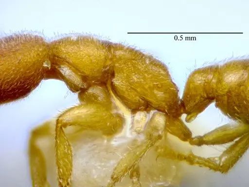 Stigmatomma luyiae specimen ANTWEB1032000 image antweb1032000_5