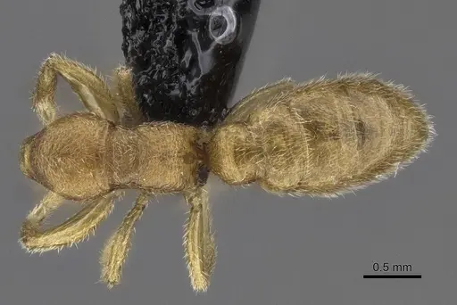 Stigmatomma luyiae specimen CASENT0922349 image casent0922349_1