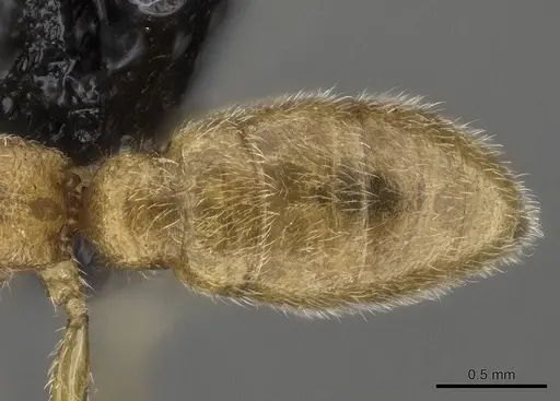 Stigmatomma luyiae specimen CASENT0922349 image casent0922349_2