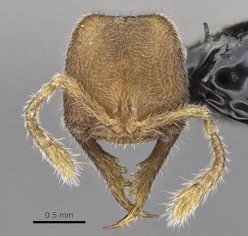 Stigmatomma luyiae specimen CASENT0922349 image casent0922349_3