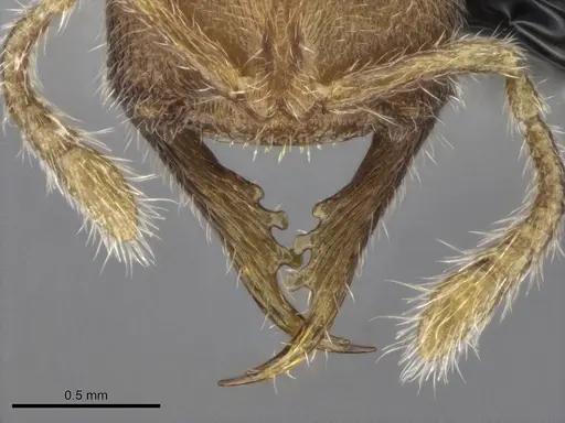 Stigmatomma luyiae specimen CASENT0922349 image casent0922349_4