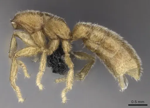 Stigmatomma luyiae specimen CASENT0922349 image casent0922349_5