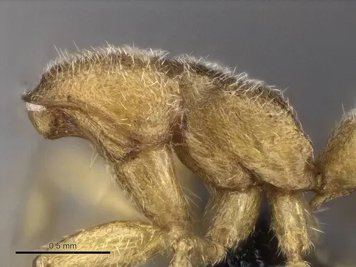 Stigmatomma luyiae specimen CASENT0922349 image casent0922349_6