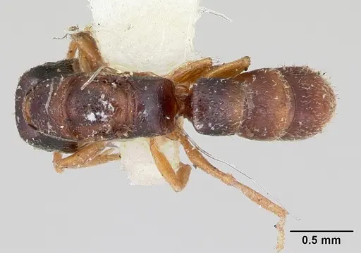 Stigmatomma luzonicum specimen CASENT0172812 image casent0172812_1