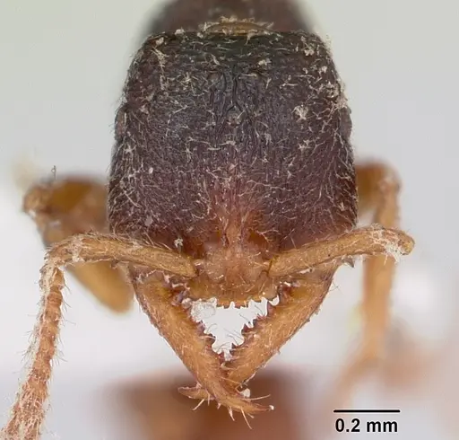 Stigmatomma luzonicum specimen CASENT0172812 image casent0172812_2