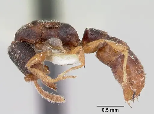 Stigmatomma luzonicum specimen CASENT0172812 image casent0172812_3
