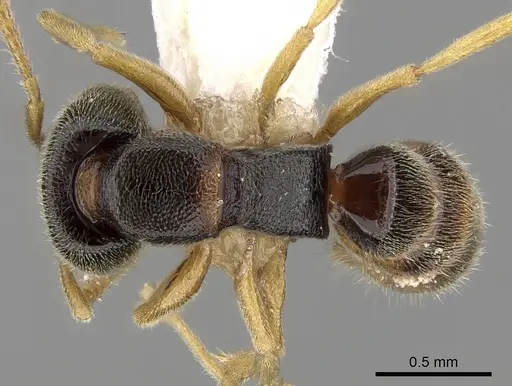 Stigmatomma luzonicum specimen CASENT0280661 image casent0280661_1
