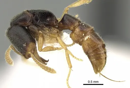 Stigmatomma luzonicum specimen CASENT0280661 image casent0280661_3