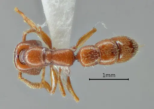 Stigmatomma meilianum specimen ANTWEB1060490 image antweb1060490_1