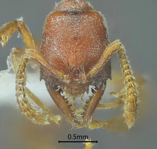 Stigmatomma meilianum specimen ANTWEB1060490 image antweb1060490_2