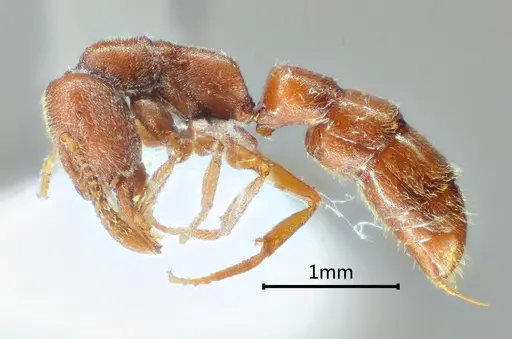 Stigmatomma meilianum specimen ANTWEB1060490 image antweb1060490_3