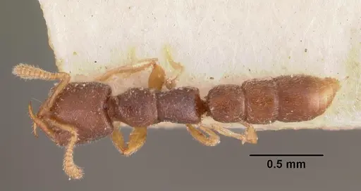 Stigmatomma minutum specimen CASENT0102516 image casent0102516_1