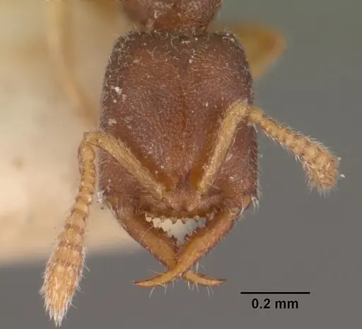 Stigmatomma minutum specimen CASENT0102516 image casent0102516_2