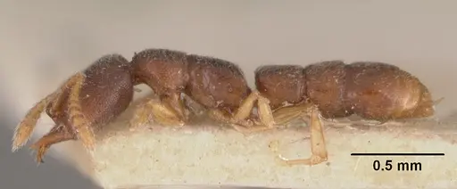 Stigmatomma minutum specimen CASENT0102516 image casent0102516_3