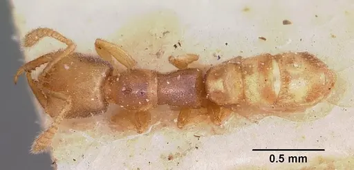Stigmatomma minutum specimen CASENT0104570 image casent0104570_1