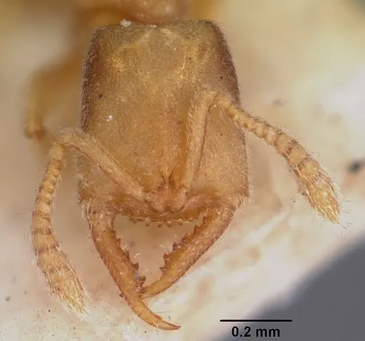 Stigmatomma minutum specimen CASENT0104570 image casent0104570_2