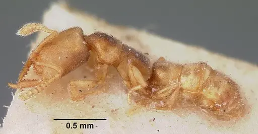 Stigmatomma minutum specimen CASENT0104570 image casent0104570_3