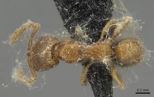 Stigmatomma minutum specimen CASENT0923150 image casent0923150_1