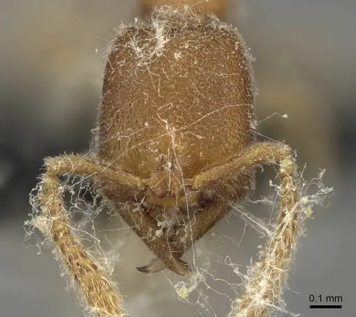 Stigmatomma minutum specimen CASENT0923150 image casent0923150_2