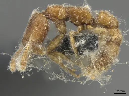 Stigmatomma minutum specimen CASENT0923150 image casent0923150_3