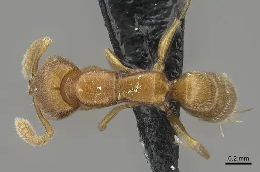 Stigmatomma minutum specimen CASENT0923151 image casent0923151_1