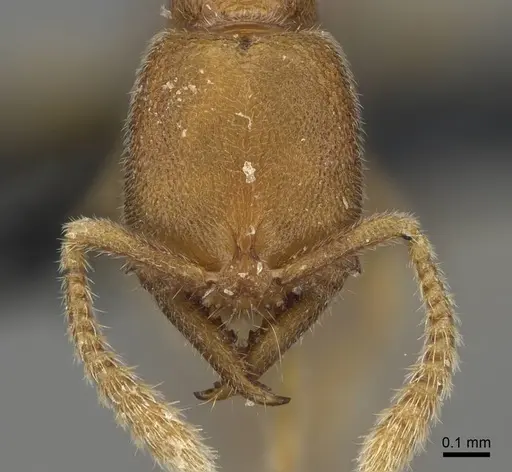 Stigmatomma minutum specimen CASENT0923151 image casent0923151_2
