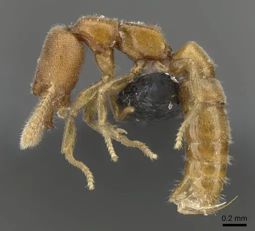 Stigmatomma minutum specimen CASENT0923151 image casent0923151_3