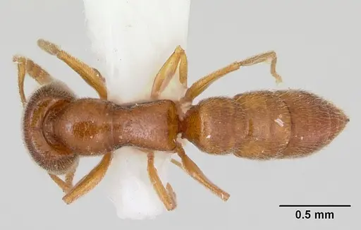 Stigmatomma minutum specimen MCZ-ENT00745359 image mcz-ent00745359_1