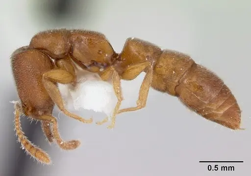 Stigmatomma minutum specimen MCZ-ENT00745359 image mcz-ent00745359_2