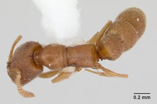 Stigmatomma minutum specimen MCZ-ENT00745360 image mcz-ent00745360_1
