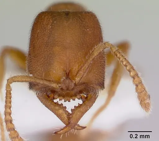 Stigmatomma minutum specimen MCZ-ENT00745360 image mcz-ent00745360_2