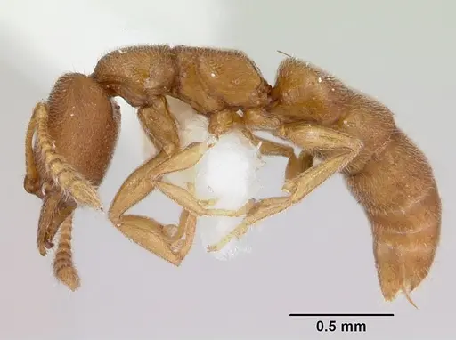 Stigmatomma minutum specimen MCZ-ENT00745360 image mcz-ent00745360_3
