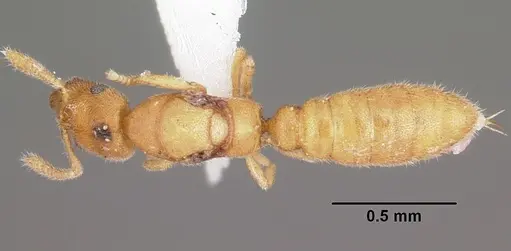 Stigmatomma mulanae specimen CASENT0104980 image casent0104980_1